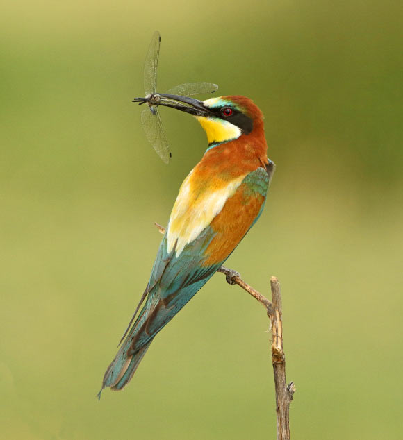 Bird eating an insect