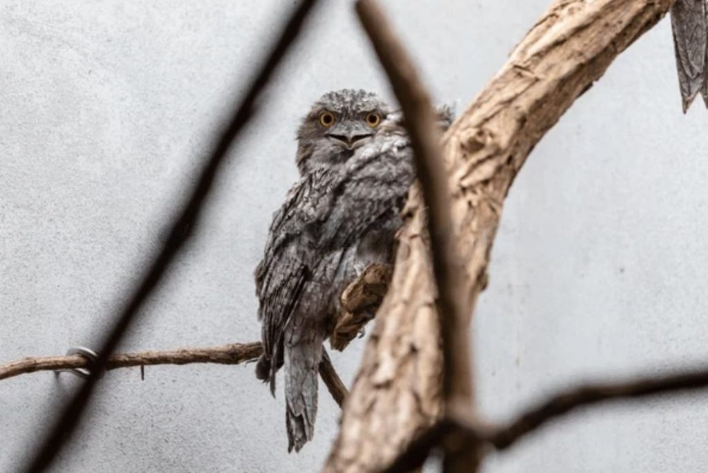 Bird perched on a branch