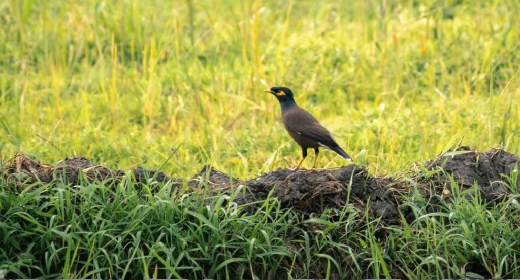 Bird searching for insects