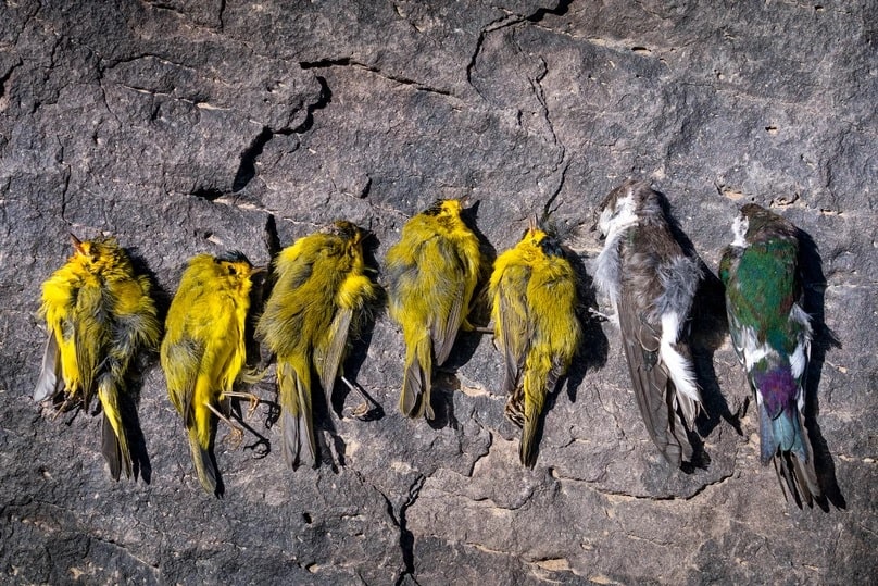 Closeup of a dead bird from the Southwest bird dieoff