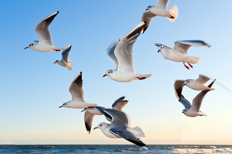 Dead Sea birds flying