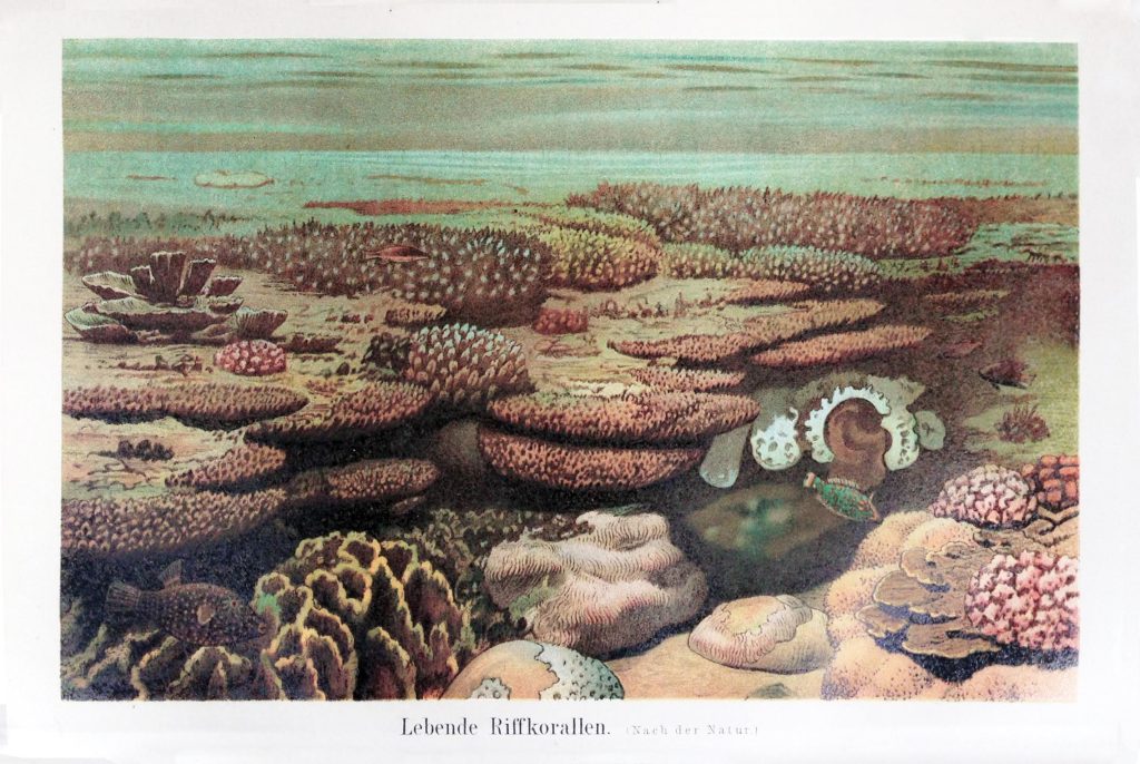 The depiction of a coral reef ecosystem