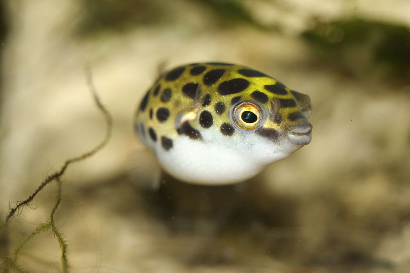 Brackish water pufferfish