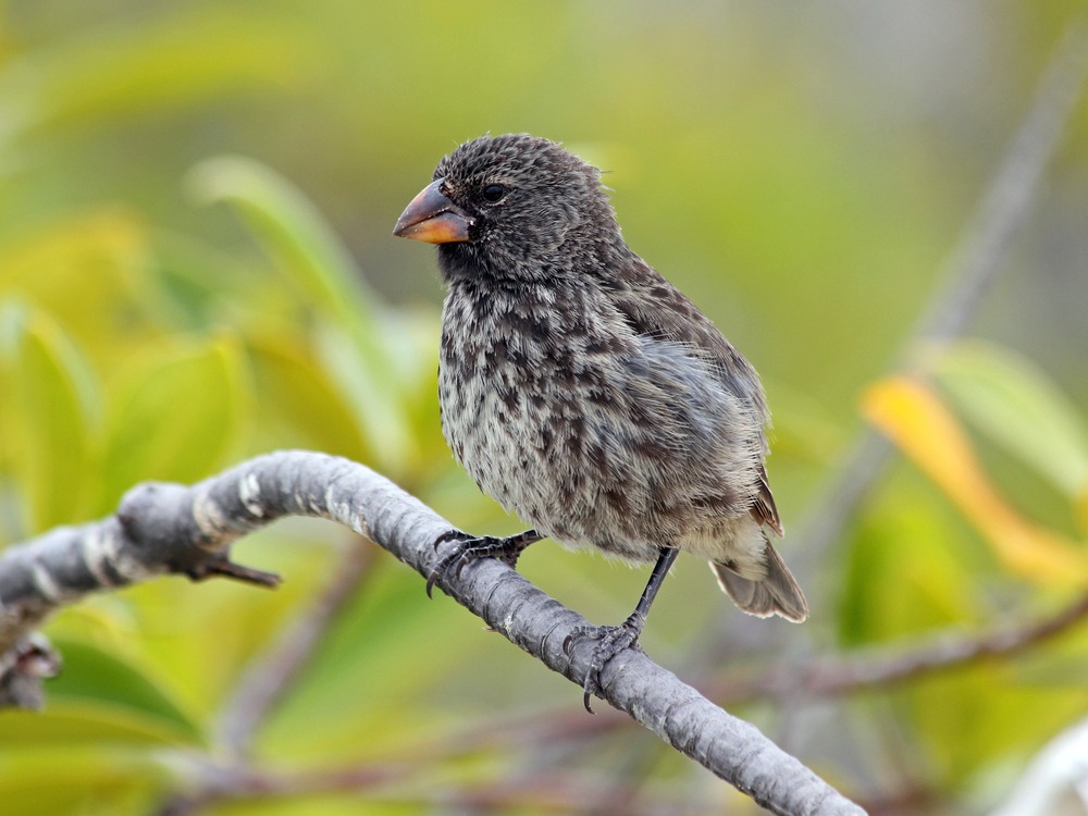 Galapagos Darwin finches