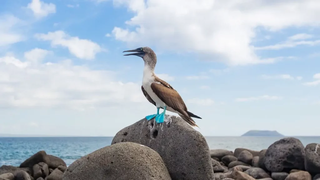 Galapagos blue-footed booby