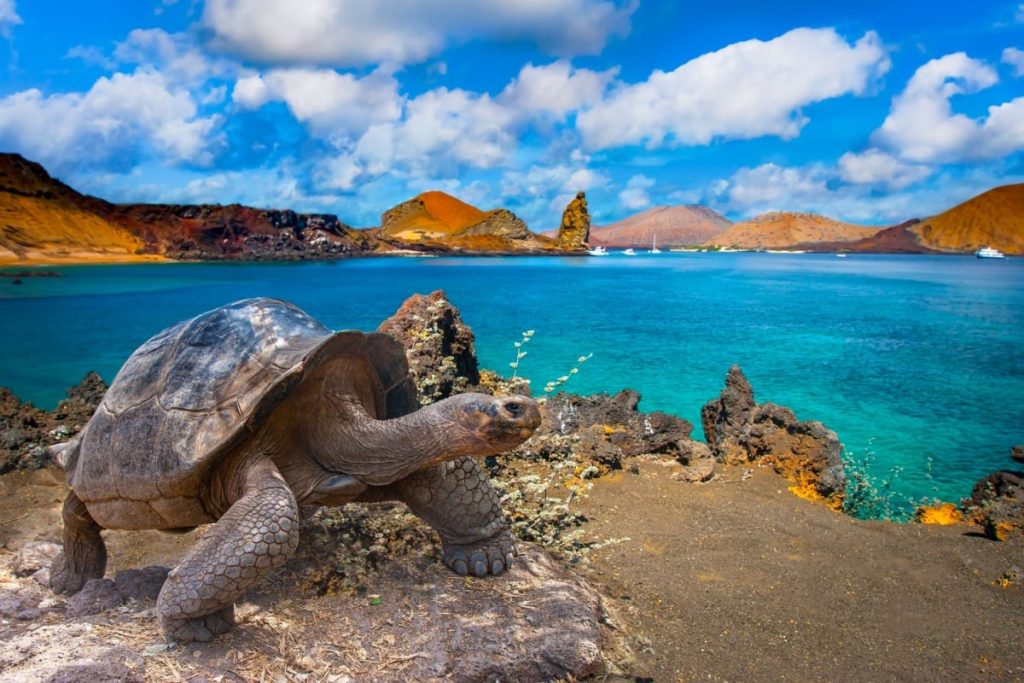 Galapagos giant tortoise