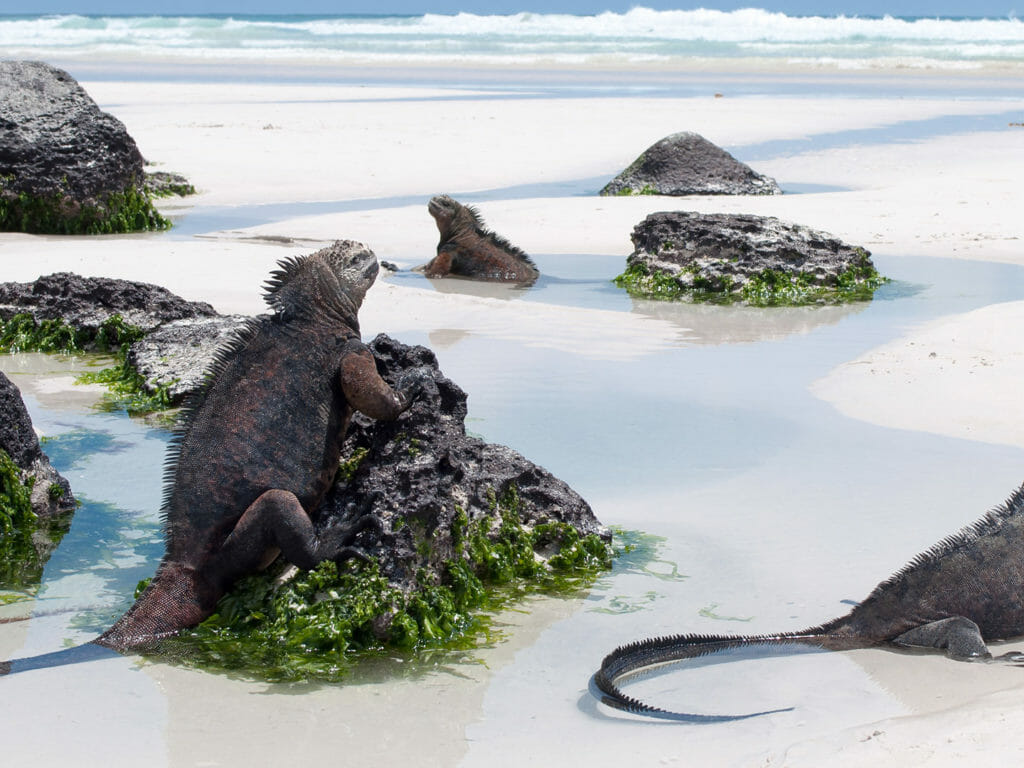 Galapagos marine iguana