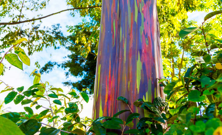 Rainbow Eucalyptus Tree Bark Color Spectrum