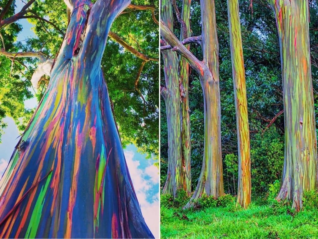 Rainbow Eucalyptus Tree Bark Shedding