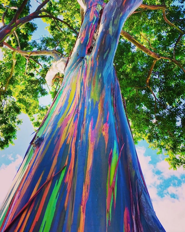 Rainbow Eucalyptus Tree Ornamental