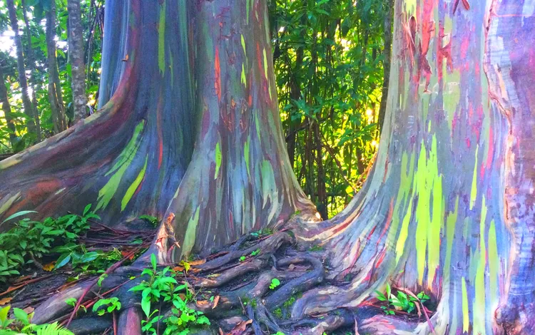 Rainbow Eucalyptus Tree Rainforest Ecosystem