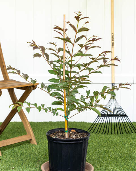 Rainbow Eucalyptus Tree Seedling