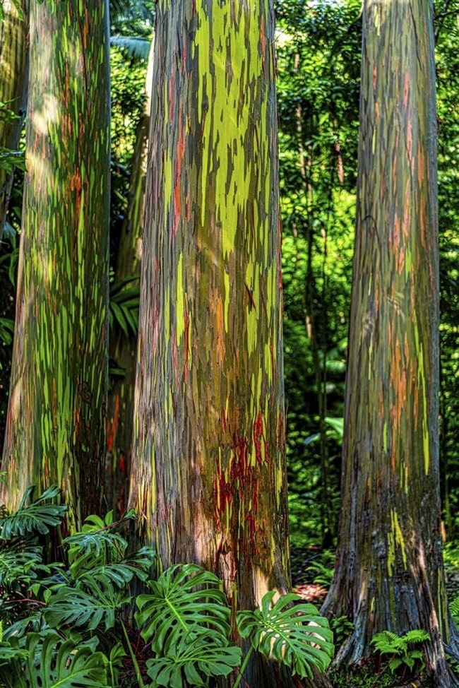 Rainbow Eucalyptus Tree in Rainforest