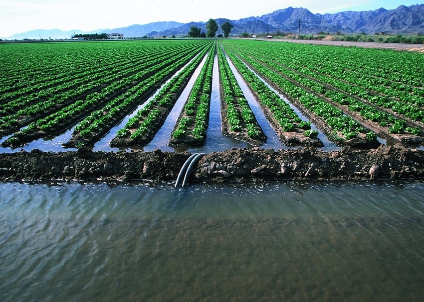 agricultural uses of brackish water