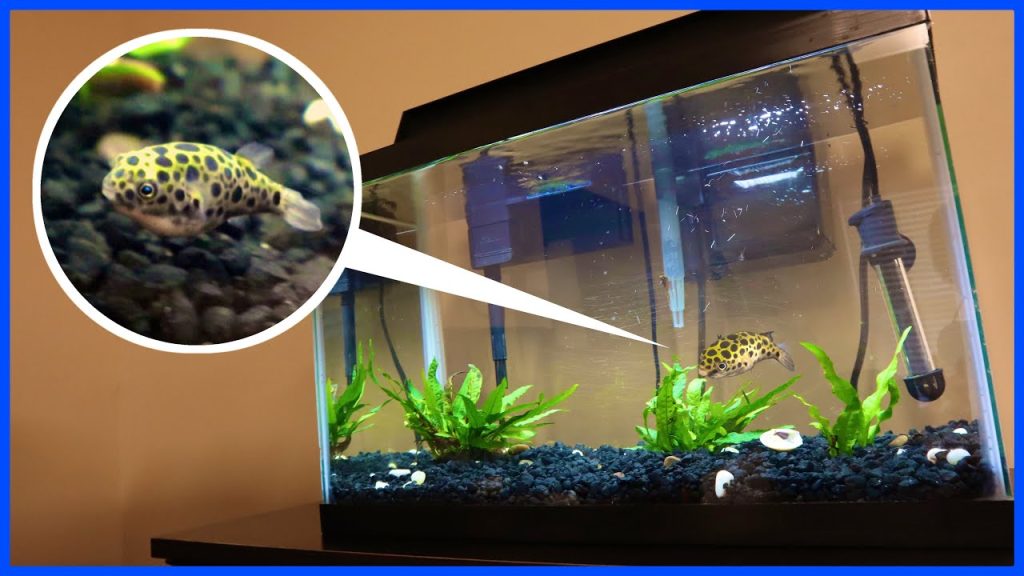 brackish water aquarium