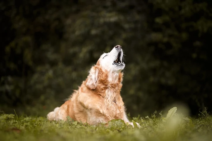 dog howling at a fire truck siren