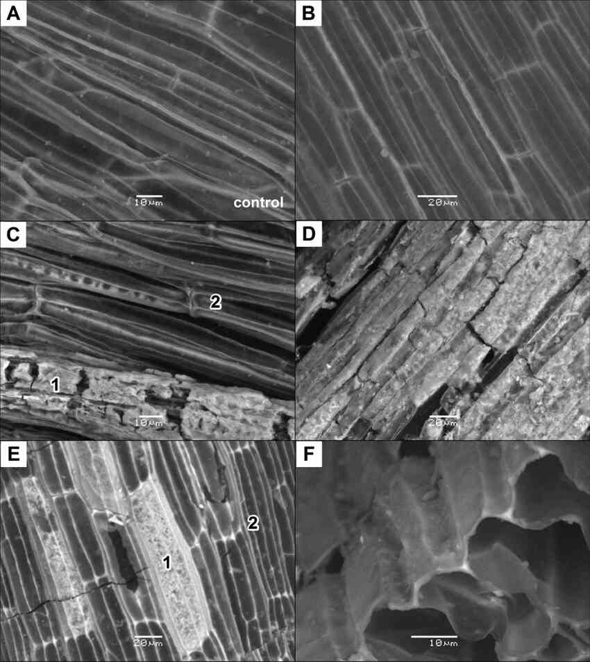 microscope image of iron passive layer